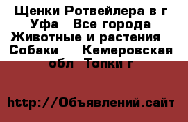 Щенки Ротвейлера в г.Уфа - Все города Животные и растения » Собаки   . Кемеровская обл.,Топки г.